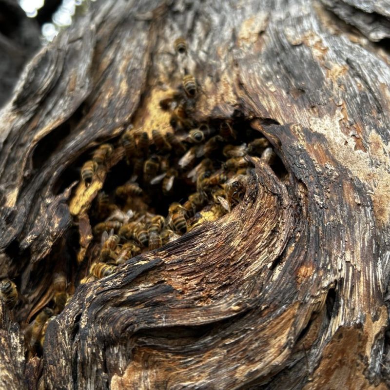 Hawaii BeeGrid